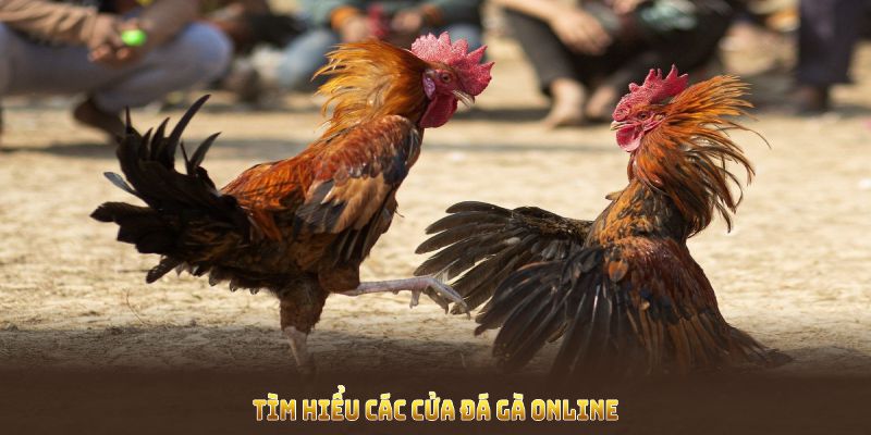 Tìm hiểu các cửa đá gà online để nắm bắt cơ hội chiến thắng