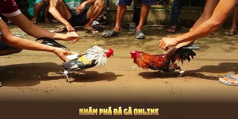 Khám phá đá gà online cùng các yếu tố thu hút cược thủ