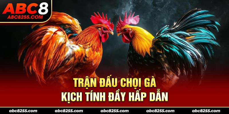 Trận đấu chọi gà kịch tính đầy hấp dẫn